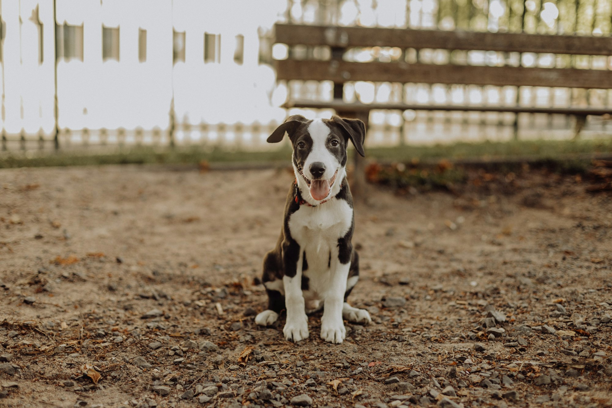 Black and white mixed breed dog sitting outdoors in natural light
