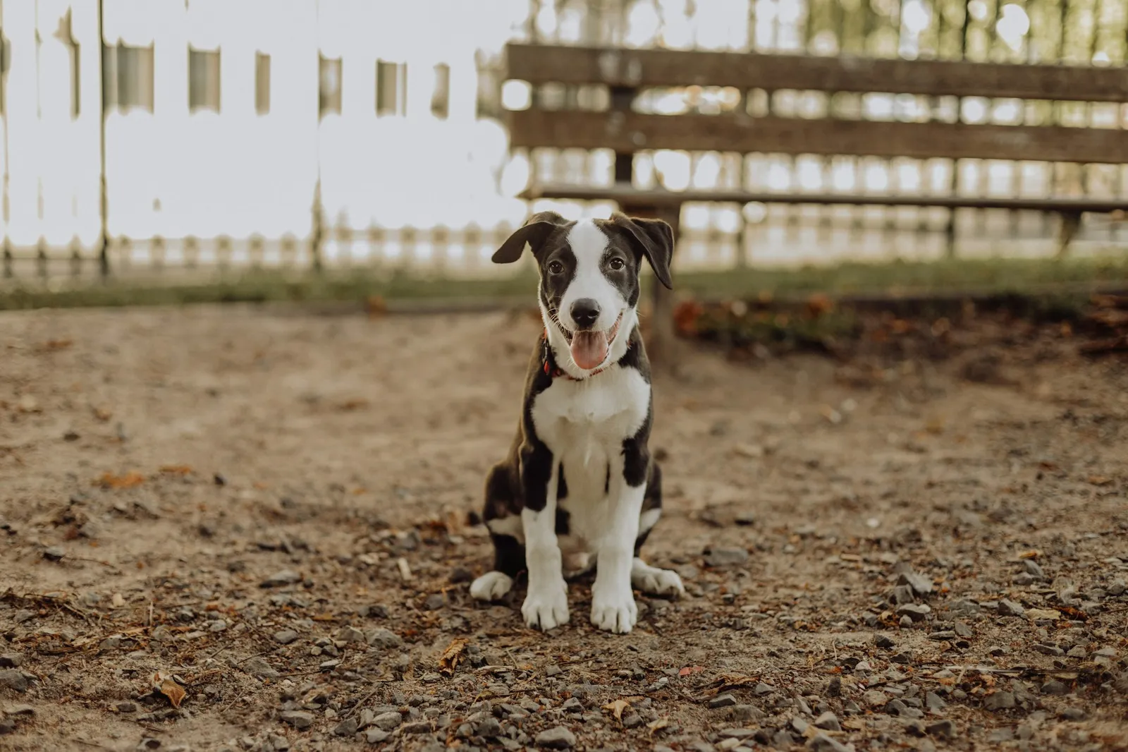 Black and white mixed breed dog sitting outdoors in natural light
